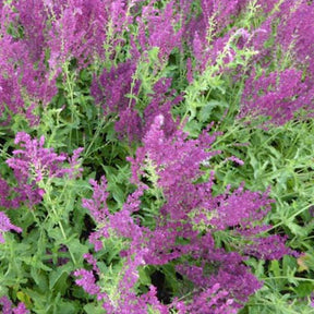 Salvia nemorosa Schwellenburg - Sauge des bois Schwellenburg - Sauges