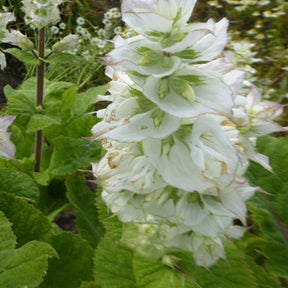 Sauges - Sauge sclarée Vatican White - Salvia sclarea vatican white