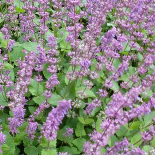 Sauge verticillée Endless Love - Willemse