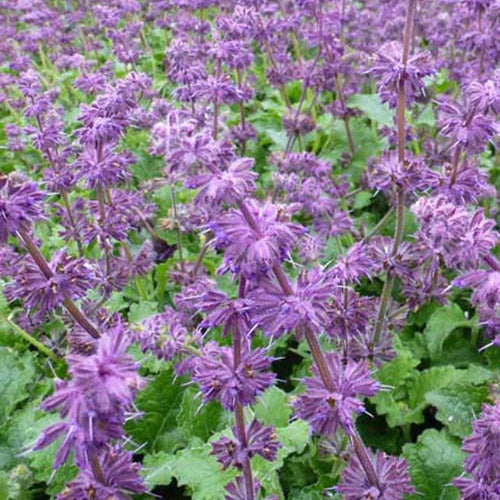 Sauge verticillée Purple Rain - Salvia verticillata purple rain - Plantes