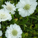 3 Scabieuse du Caucase blanche - Willemse