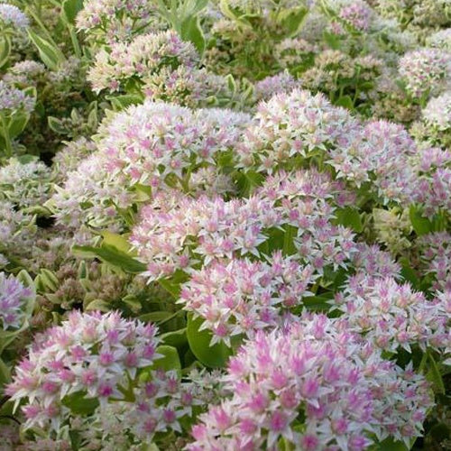 Sedum Frosty Morn - Willemse