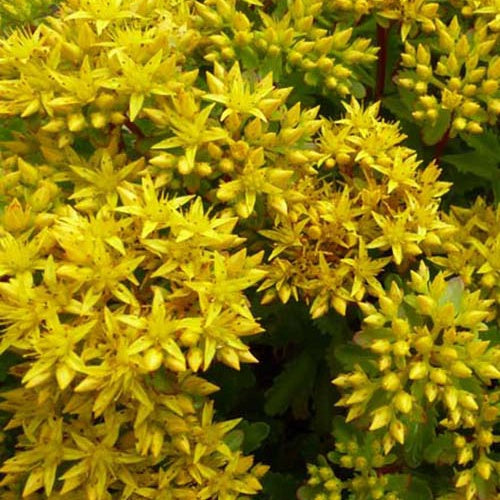 3 Sedum Immergrünchen - Willemse