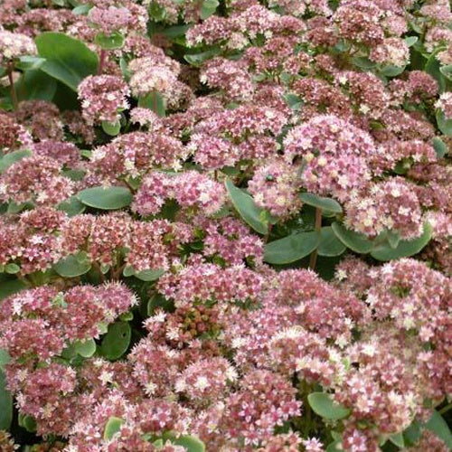 Sedum Stewed Rhubarb Mountain - Willemse