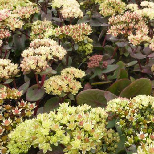 Sedum Twinkling Star - Willemse