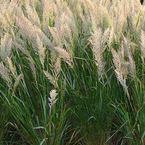 Calamagrostis arundinacea var. brachytricha - Herbe aux diamants - Calamagrostis