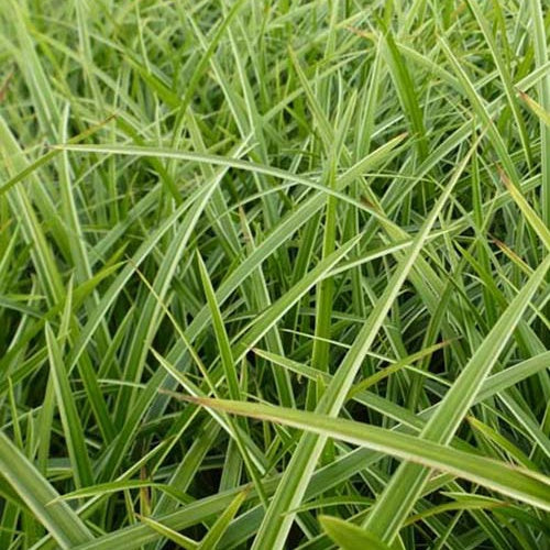 Laîche du Japon Gilt - Carex - Willemse