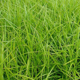 Laîche d'Amérique - Carex - Willemse