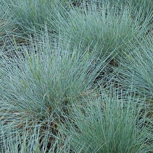 3 Fétuques bleues Zwergenkönig - Willemse