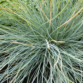 Festuca glauca Elijah Blue - 3 Fétuques bleues Elijah Blue - Fétuque