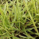 Goutte d'or - Willemse