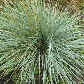 Avoine bleue - Willemse