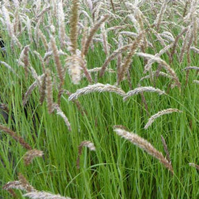Mélique ciliée - Melica ciliata - Willemse