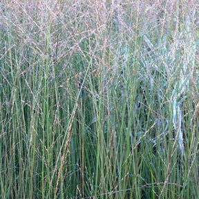 Molinie élevée Skyracer - Molinia arundinacea skyracer - Willemse