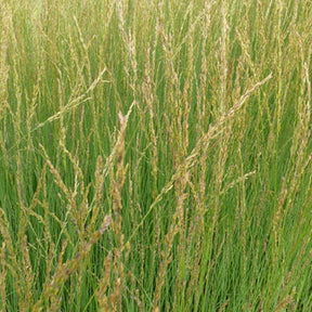 Molinia caerulea heidebraut - Molinie bleue Heidebraut - Molinie
