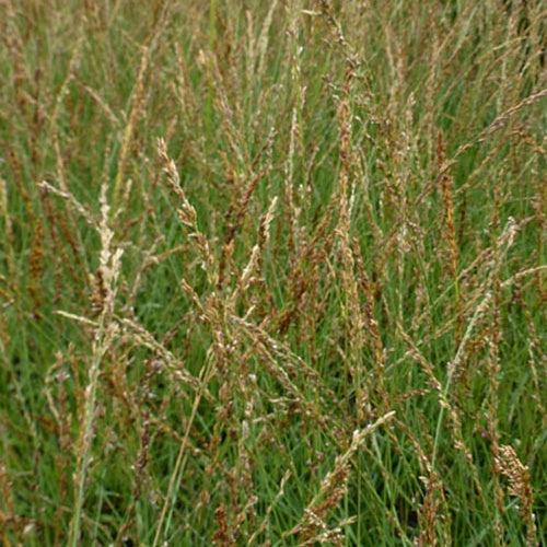 Molinie bleue Poul Petersen - Molinia caerulea poul petersen - Plantes