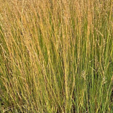 Molinie bleue Moorflamme - Willemse