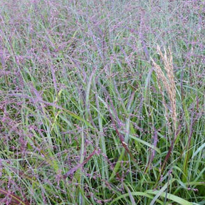 Panicum virgatum Shenandoah - Panic érigé Shenandoah - Panic