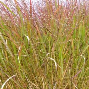 Panic érigé Squaw - Panicum virgatum Squaw - Willemse