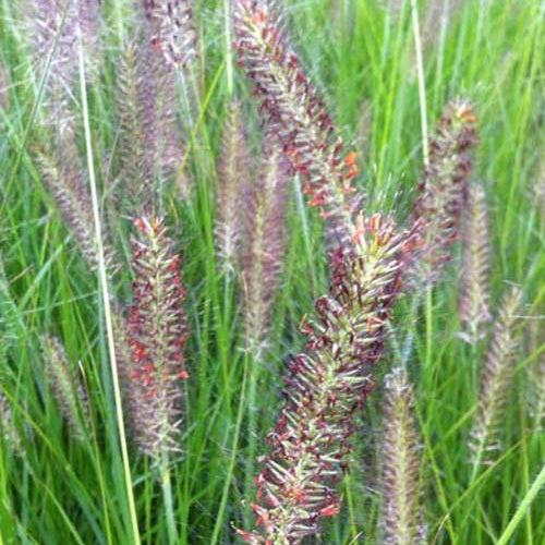 Herbe aux écouvillons Cassian - Pennisetum - Willemse