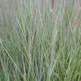 Schizachyrium scoparium Prairie Blues - Willemse