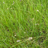 Seslérie Heufleriana - Willemse