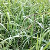 Herbes des Indiens Indian Steel - Willemse