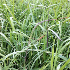 Herbes des Indiens Indian Steel - Willemse