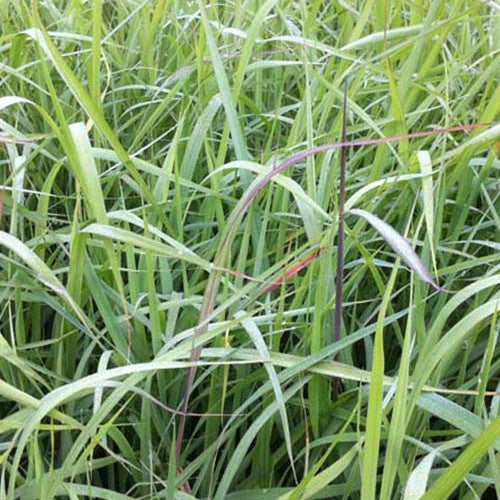 Herbe des Indiens Indian Steel - Willemse