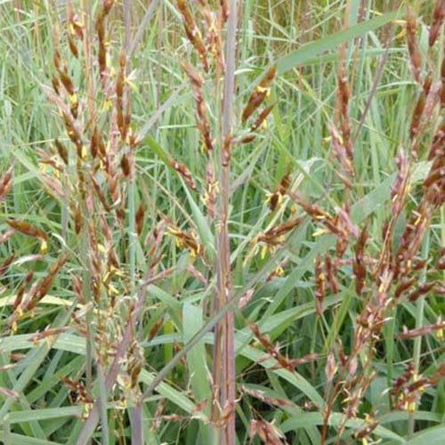 Herbe des Indiens Sioux Blue - Willemse