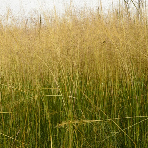 Sporobole Delicatesse - Willemse