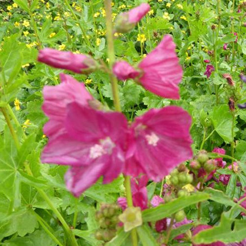 Sidalcea Red Wine - Willemse