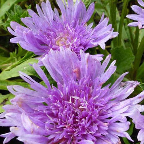 Stokesia laevis - Willemse