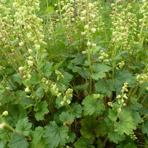 Tellime à grandes fleurs Forest Frost - Willemse