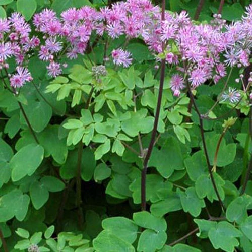 Pigamon Black Stockings - Willemse