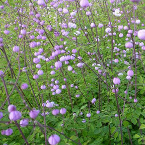 Thalictrum delavayi Splendide - Pigamon Splendide - Pigamon