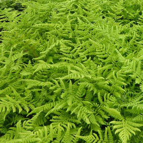 Fougères - Fougère dilatée - Dryopteris dilatata