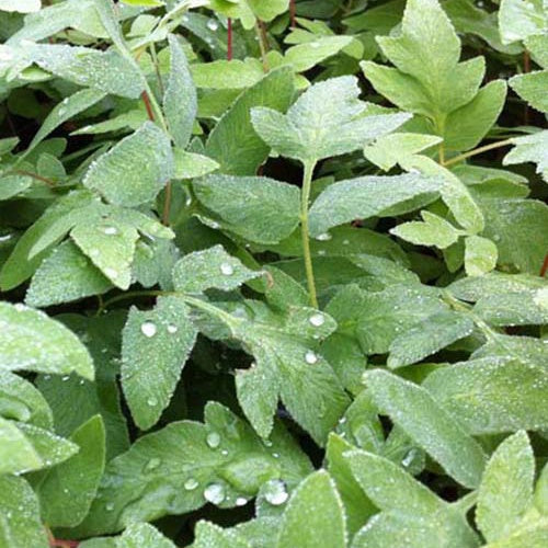 Osmonde royale Purpurascens - Willemse