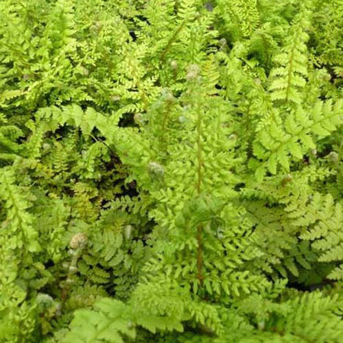 Aspidie à cils raides Proliferum - Fougère - Willemse