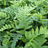 Polypode commun - Fougère - Willemse