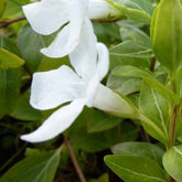 Grande pervenche blanche - Willemse