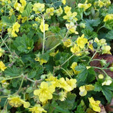 Waldsteinia geoide - Willemse