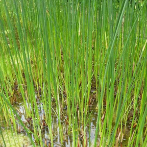 Schoenoplectus lacustris - Jonc des chaisiers - Jonc des tonneliers - Scirpe aigu - Jonc