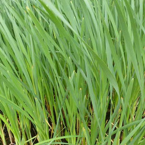 Vente Massette à feuilles larges - Typha latifolia