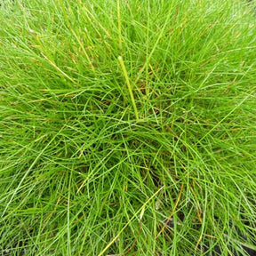 Fétuque crin d'ours - Festuca gautieri (scoparia) - Willemse