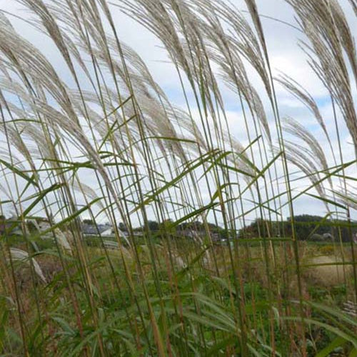 Eulalie Silberfeder - Miscanthus sinensis silberfeder - Willemse