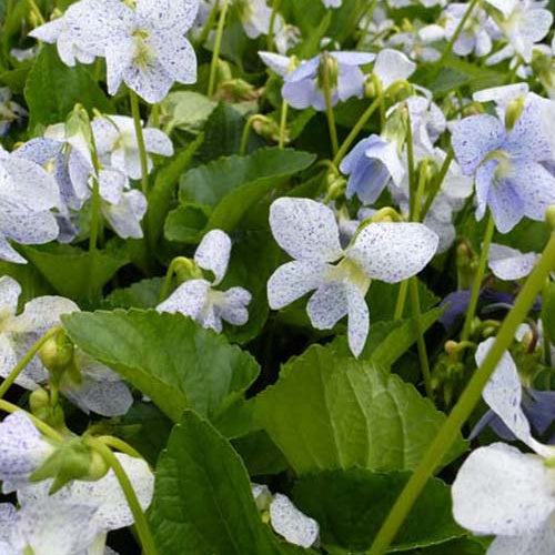 Violette vivace Freckles - Viola sororia freckles - Plantes vivaces