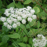 Herbe aux goutteux - Willemse
