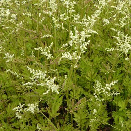 Armoise laiteuse Jim Russell - Willemse