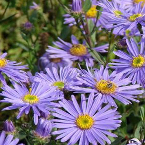 3 Œils de Christ Doktor Otto Petschek - Astéries - Willemse